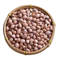 Top Grade Pinto Beans Wholesale Suppliers | Bulk Factory Price Pinto Beans for Food Processing & Distribution