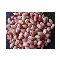Top Grade Pinto Beans Wholesale Suppliers | Bulk Factory Price Pinto Beans for Food Processing & Distribution