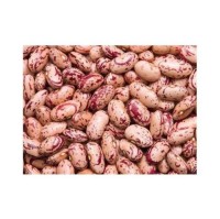 Top Grade Pinto Beans Wholesale Suppliers | Bulk Factory Price Pinto Beans for Food Processing & Distribution